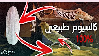 مصادر الكالسيوم  للكناري و الطيور مصدر طبيعي 100%