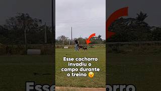 Veja o que acontece quando um cão "invade" o campo durante nosso treino. #germanshepherd #cao #dog