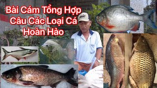 Kết Hợp Bài Cám  Tổng Hợp Hoàn Hảo Câu Cá Chép Trôi Phi Mè Tra  Chim Siêu Nhạy