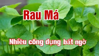 Rau Má và những tác dụng bất ngờ đối với sức khoẻ |Nước Rau Má| Hằng Lê HG85