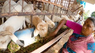 Sheep farming by Sarojamma