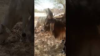 Cute Ox #animals Nandi #Bull #dhago