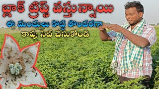 BLACK THRIPS CONTROL BEST INCECTISIDS. #బ్లాక్_ట్రిప్స్ #తామర_పురుగు_నివారణ_మందులు #ధనుష్ #dhanush