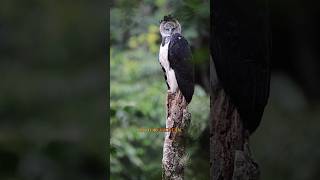 Harpy Eagle (Person In Constume). #viral #trending #shorts