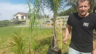 Queen Palm Guide - Syagrus Romanzoffiana