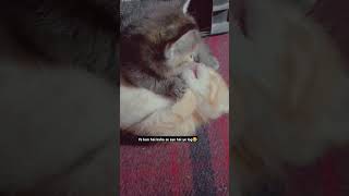 #funnyvideo #funnycatvideos #catshorts