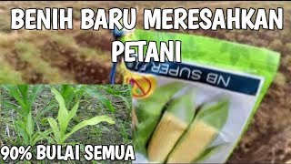 BENIH JAGUNG MANIS TERBARU NB SUPER F1 MERESAHKAN PETANI🌽#jagunghibrida #jagungmanis #petanijagung