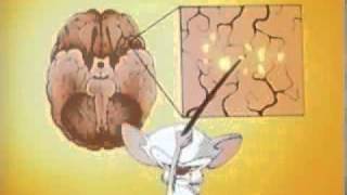 Pinky and the Brain Hersenen