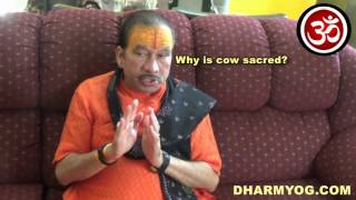 Why is the cow sacred? (Hindi)