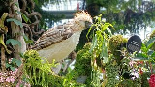 Ganito pala ka ganda ang  Cloud Forest  ng Singapore ||Part 1 @quemoni5050