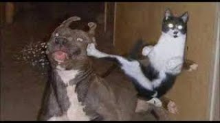 Compilation funny cat vs dog prank video 2021 Part #10