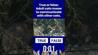 CAT LOVERS:Adult cats meow to communicate with other cats. True or False #short #shorts #cat #kitten