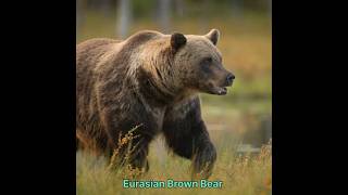 Eurasian Brown Bear p4#hunting #animals #cringe