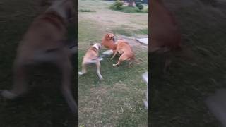 Group of dogs chasing another dog #shorts