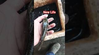 I saved a beautiful snakehead fish life #ytshorts #shortsvideo #youtubeshorts #viral #fish #fishing