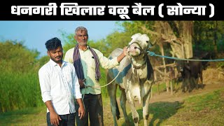 मालकाचा शब्द न मोडणारा सोन्या | असा बैल तुम्ही कधी पहिला नसेल | best khilar bull in Maharashtra