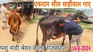 पशु मंडी बेहर वाला राजस्थान cow market for Hanumangarh India