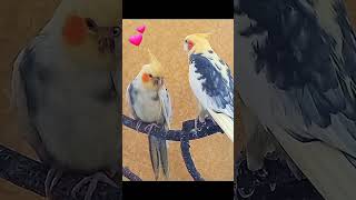 #fannycockatielshorts #cutebirds #cockatiel #funnyparrot #cockatielcompanion #funnycockatielshorts