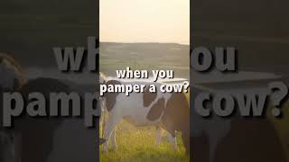 Happy Friday!! What do you get when you pamper a cow? 😂•#saskatchewan #saskfarm