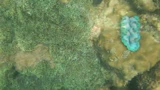 Aquamarine giant clam @Thailand Video Clips