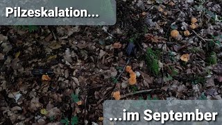 Pilzeskalation im September | Pilze sammeln 🍄