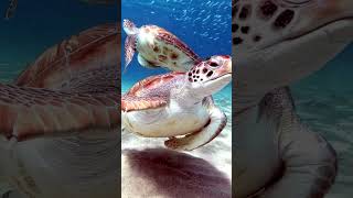 How Climate Change Affects The Gender of Sea Turtles? | #turtle #climatechange #shorts #ocean