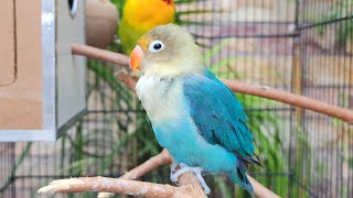 Green parrot, fischer and blue love birds and blue parrot in one cage daily routine and relaxing