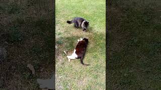 Котики опять что-то не поделили! Cats quarrel again!