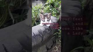 Cute Kitten just pose like a lady #videoshorts #kitten #kedi #animal