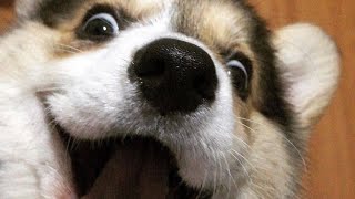 Try not to laugh funny adorable animals compilation