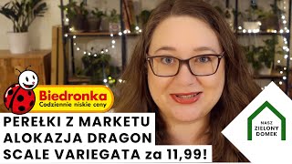 Alokazja dragon scale variegata za 11,99! Rośliny z Biedronki! 5 ROŚLIN bez wariegacji