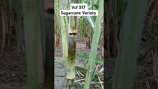 सबसे ज्यादा वजन देने वाली गन्ना वैरायटी VCF517#sugarcanevariety#agriculture#trending#viralshort