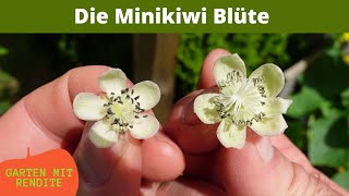 Minikiwi Blüte | Blüten unterscheiden | Befruchtung | Actinidia Arguta | Kiwibeere