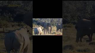 Foolish Hunting In Sensitive Time! Mad Rhinos Brutally Murdered Lions Because Of Their Har...