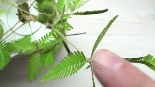 The moving plant: Mimosa fun with Click & Grow