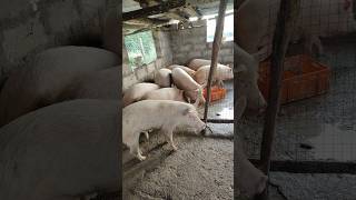 ABS Pig Farm Benefits of Pig meet #pigmentation #pigfarmvideo #farming