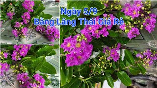 5/9- Giao lưu lô bằng lăng thái Giá ƯU ĐÃI- 0902.456.209 NAM