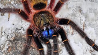 ⚜️Top 20 - Most Beautiful Tarantulas (Colorful)