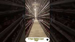 Fully automatic layer poultry farm battery cage system,chicken cage house- RETECH Farming