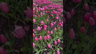 Tulip field, skagit wa 2024