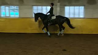 hannoveraner gelding 4 years old Oliver