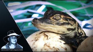 American Alligators Hatching Footage 02