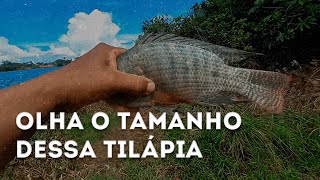 OLHA O TAMANHO DESSA TILÁPIA | Nilson Paparazzi Pescador