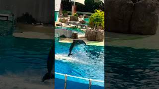 #dolphin #seaworld #travel #fun