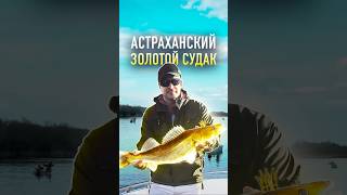 НАСТОЯЩАЯ💪🏻 АСТРАХАНСКАЯ РЫБАЛКА🎣 #рыбалка #fishing #grass #грасс #михаилграчёв #могучудмурт