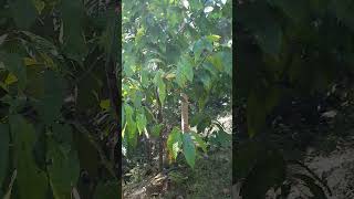 Cacao Trees in the Farm