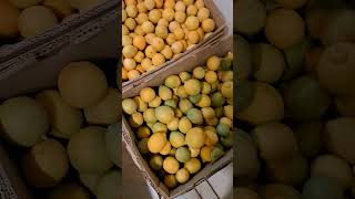 Lemonfromthefarm#vitamin c#youtubeshorts