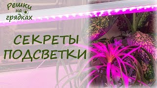 Подсветка растений зимой // Как подсвечивать рассаду //Какие лампы для нужны для подсветки