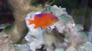 Rare Garibaldi Damsel at Exotic Aquatics in Boulder, Colorado