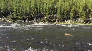 Yellowstone River